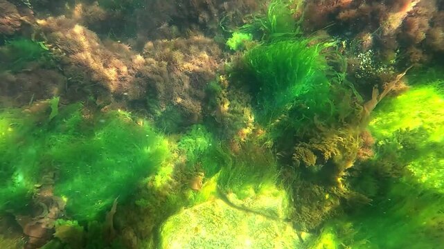 Algal flora of the Black Sea, green algae Enteromorpha intestinalis and red filamentous algae on stones, Black Sea