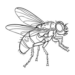 Highly detailed vector line drawing of a common fly in side view, anatomical insect illustration with wings and eyes