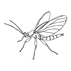 Obraz premium Line art vector of a flying insect with open wings, segmented abdomen and long legs, natural science illustration