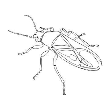 Side view vector line art of a true bug with segmented legs and semi-transparent wings, scientific insect diagram