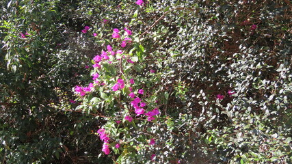 pink flowers in the garden
