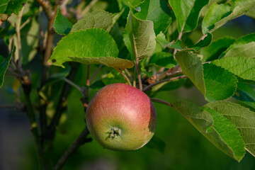 Frühsommer im westlichen Münsterland bei Borken