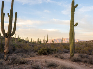 Arizona sunset with saguaro cactus