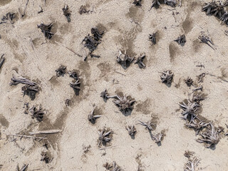 Aerial View of Dried Land with Tree Stumps in BC, Canada