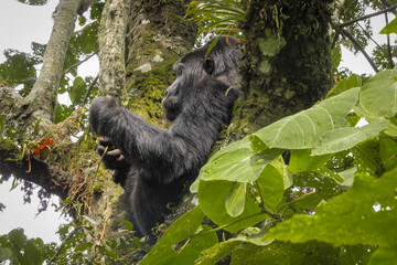 Fototapeta premium Mountain gorilla - Gorilla beringei 
