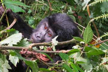 Young mountain gorilla - Gorilla beringei 