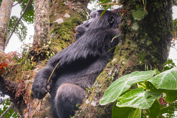 Mountain gorilla - Gorilla beringei 
