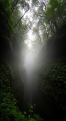 Obraz premium Misty forest canyon with dense greenery and atmospheric fog