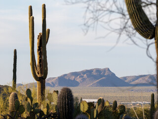 Mountain landscape with saguaro in Arizona