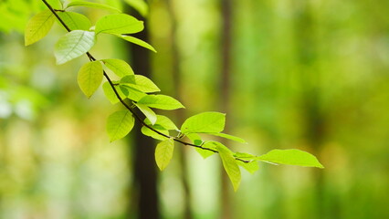 green leaves on a branch