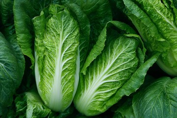 Obraz premium Napa Cabbage Close-Up