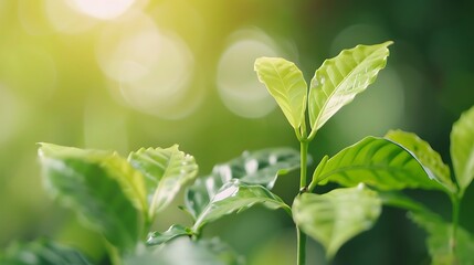 Young Plant Sprouts Growing in the Sun with Green Leaves and Sunshine