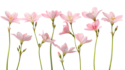 Stock image of pink flowers on black background photography on transparent background