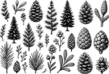 Black and white illustration of various pine cones and needles in detailed hand-drawn style, showcasing botanical diversity, forest elements, and natural textures for organic design concepts