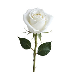 Fototapeta premium white rose isolated on transparent background