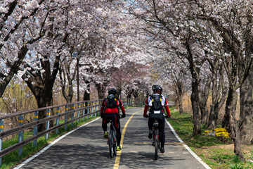 cherry blossoms and bikers on the road