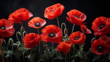 Obraz premium vibrant red poppy flowers with delicate petals and dark centers stand tall against black background creating striking visual impact