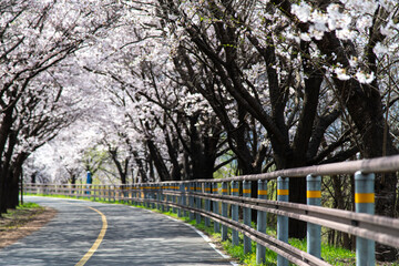 cherry blossoms at the roadside