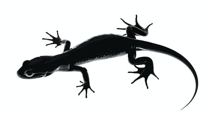 Salamanders silhouette isolated in White background