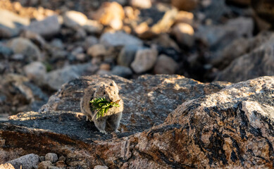 Pika With A Mouth Full Of Leaves Runs Across Rock