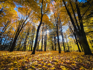 Obraz premium A wooden bench sits quietly in the forest during autumn, surrounded by a blanket of colorful fallen leaves