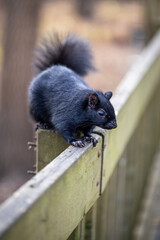 A squirrel pauses on the grass in a park, surrounded by nature and soft daylight.