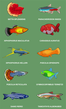 10 Aquarium Fish Vector with Scientific Names