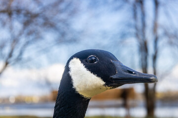 A migratory duck with a park and the St. Lawrence River in the background, photographed during the day.