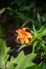 orange flower in the garden