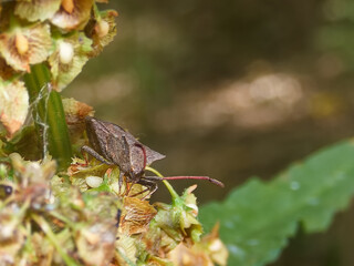Insect resting on a flower in a natural setting during daylight hours