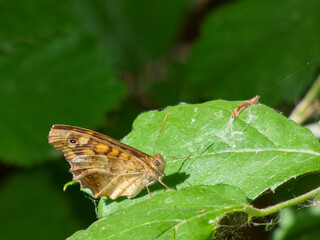 Butterfly resting on a green leaf in a lush garden during daytime in the summer season