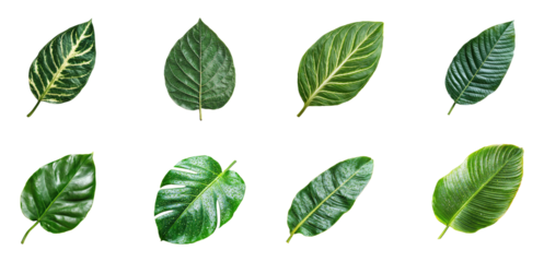 Collection of The deep veins of the tropical leaves stand out, mapping intricate patterns on their surface. full length isolate on transparent background