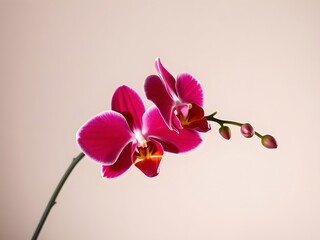 Obraz premium Vibrant Pink Phalaenopsis Orchid with Buds on Neutral Background