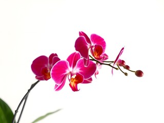 Pink orchid on white background