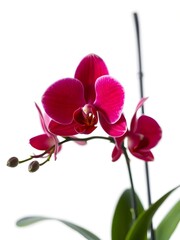 Obraz premium Pink orchid isolated on white background