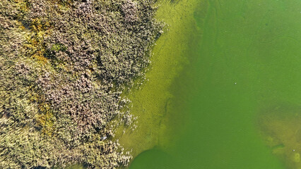 A green lake with a green shoreline. The water is murky and the shoreline is covered in weeds