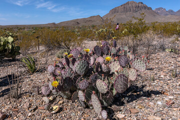 The purple prickly pear (Opuntia azurea), also known as the Big Bend purplish prickly pear, is a species of cactus found in Big Bend National Park in Texas, USA. Desert landscape.