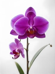 Purple orchid on white background
