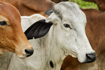 Two Tropical Cows Standing Side by Side in Rural Setting