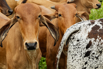 Brown Brahman Cattle Clustered in Rural Pasture
