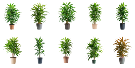 Collection of Dracaena easy upkeep makes it a popular choice for busy plant owners. full length isolate on transparent background