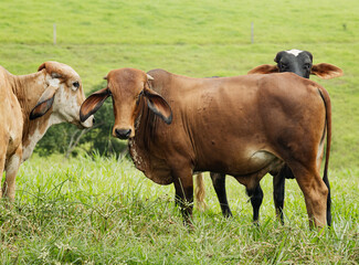 Close-Up of Brahman Cow Standing in Green Pasture