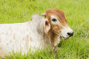 Brahman Cow Resting Peacefully on Green Pasture