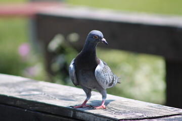 Resting pigeon