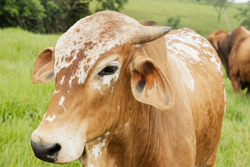 Resilient Colombian Cattle in the Caquetá Countryside