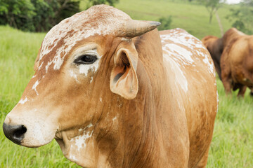 Detailed Portrait of a Spotted Zebu Cow in Caquetá, Colombia