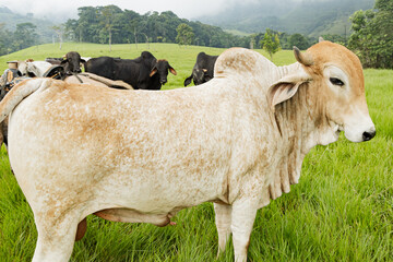 Farm Animals Thriving in Caquetá, Colombian Tropics