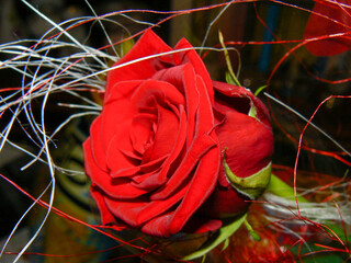 piękna róża © Qulis91