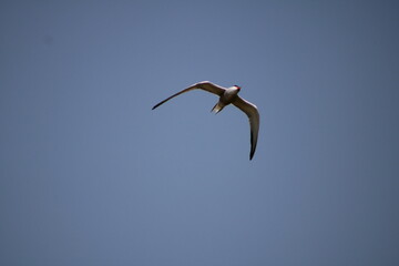 Bird of prey in flight.