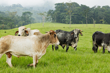 Verdant Pastures and Zebu Cattle in Caquetá, Colombia